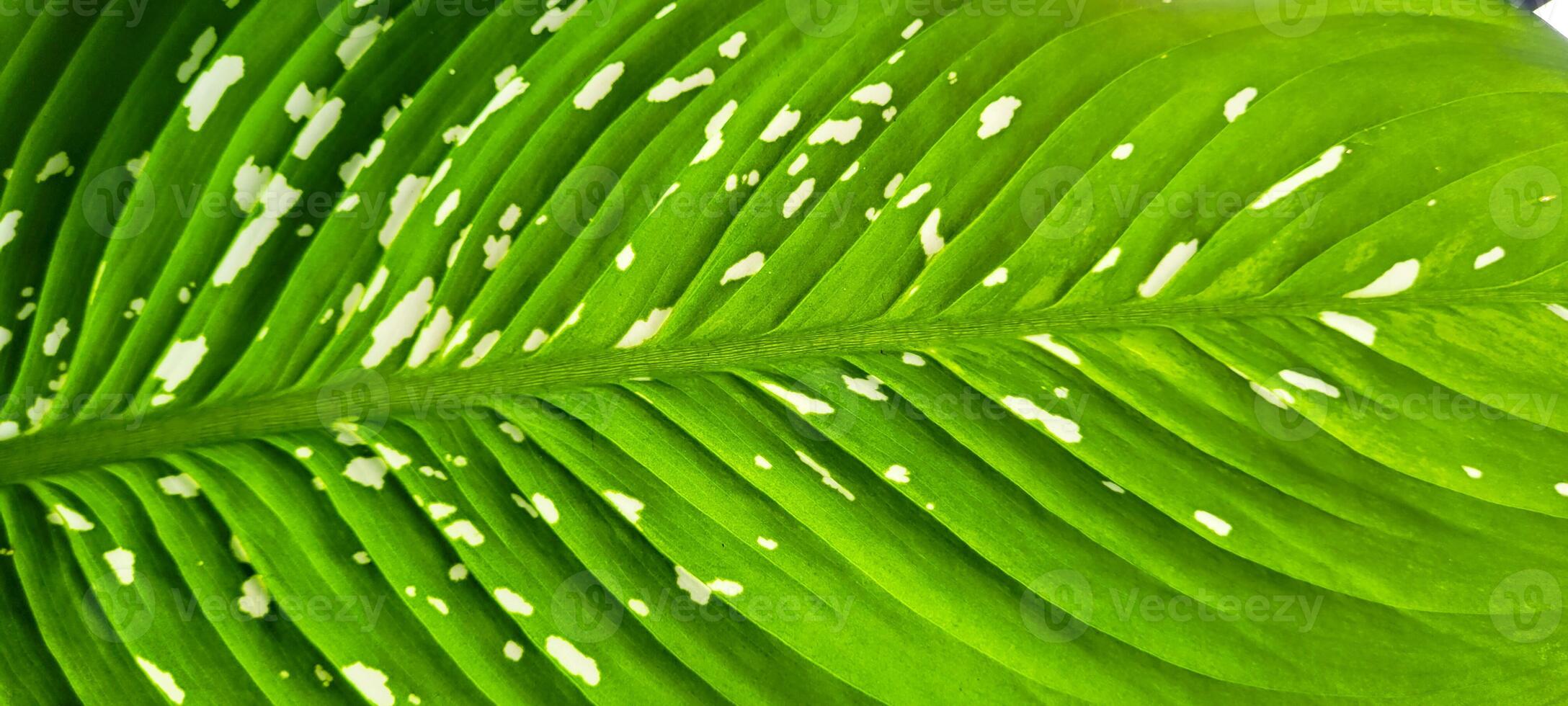 tropical plante avec vert feuilles photo