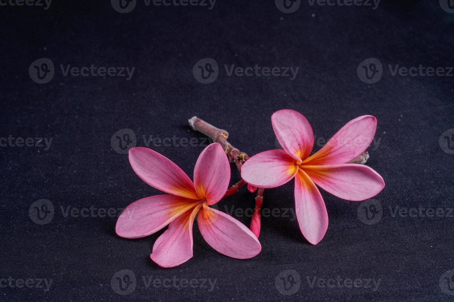 frangipanier fleurs isolé dans noir avec vide espace pour La publicité photocopie. photo