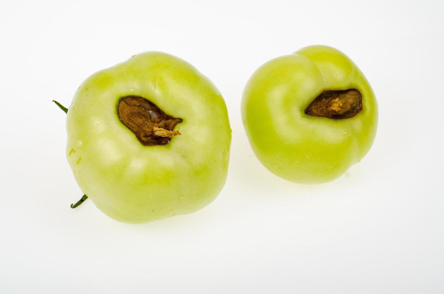 maladies des tomates, pourriture du dessus des fruits. studio photo