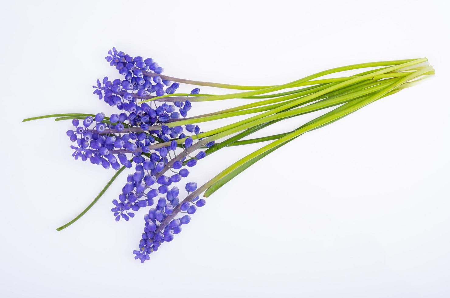 fleurs muscari bleu sur fond blanc. studio photo