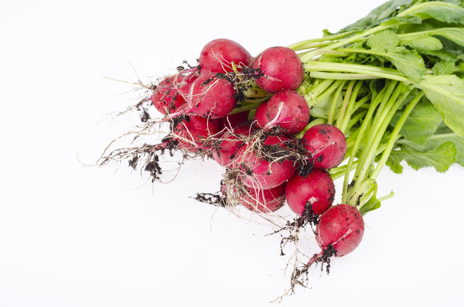 bouquet de radis frais non lavés de la ferme. studio photo