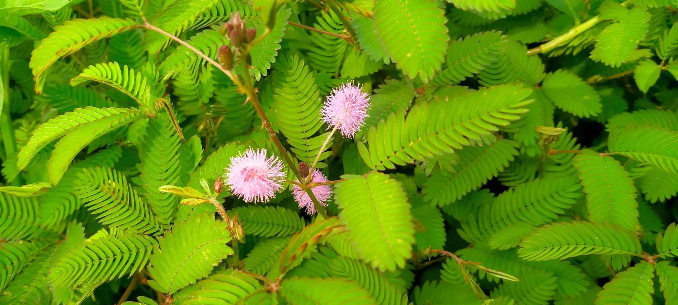 violet mimosa pudica l fleurs Floraison dans le Matin photo