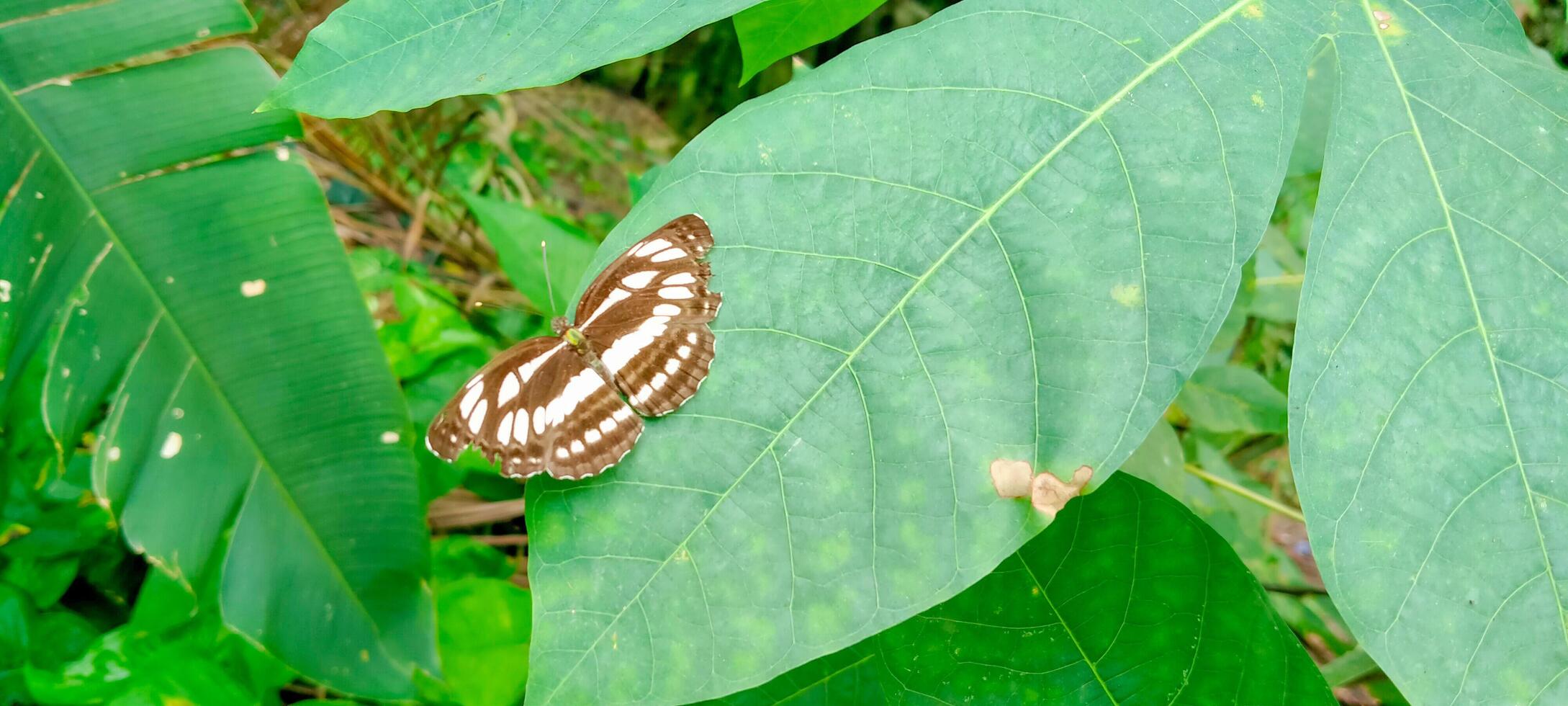 une commun marin papillon perché sur un de le feuilles photo