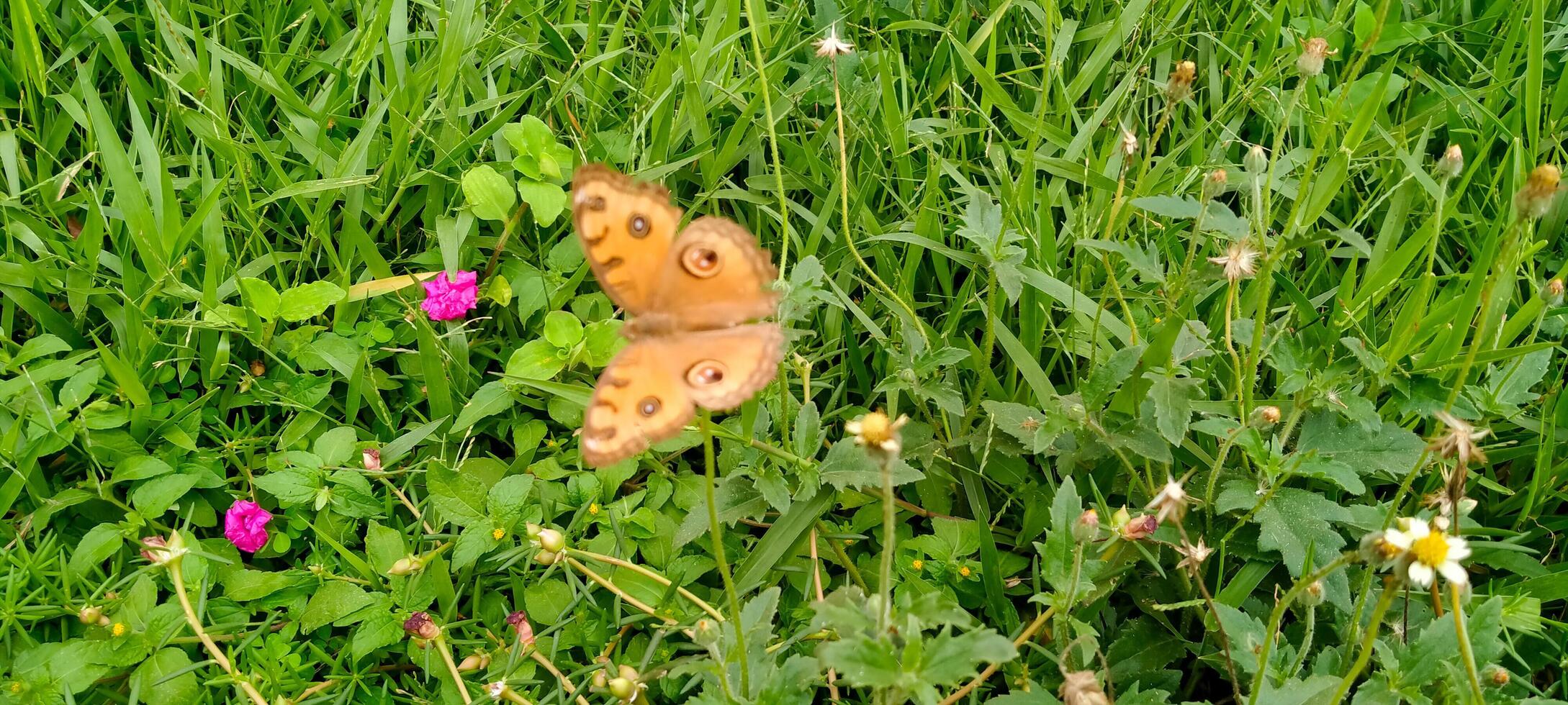 une marron papillon est perché sur une vert feuille photo