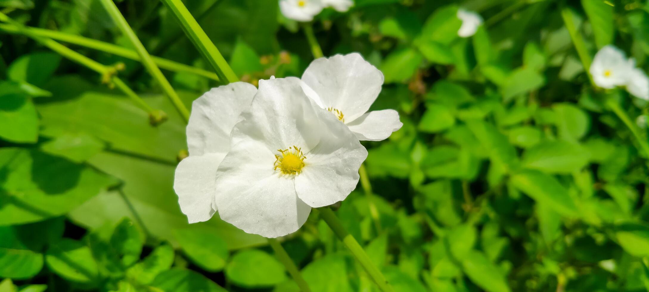 blanc sauvage fleurs Floraison pendant le journée photo