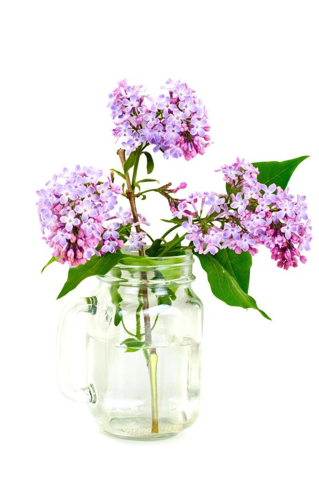 Fleurs lilas de printemps sur fond blanc photo