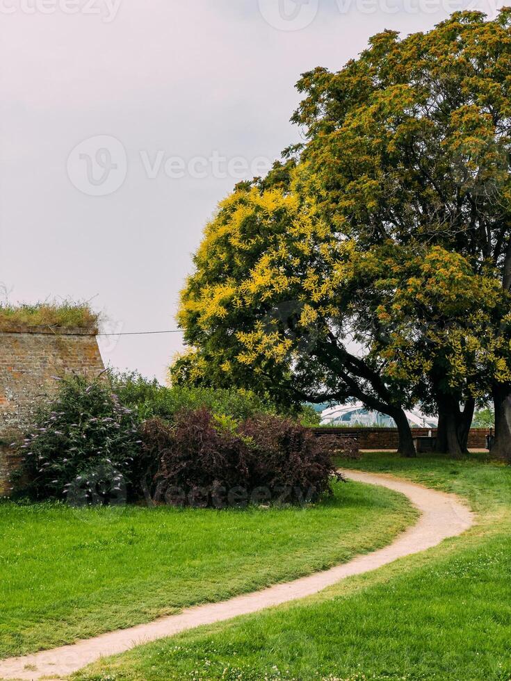 arbre avec une fuyant chemin à le pétrovaradin forteresse sur une ensoleillé journée photo