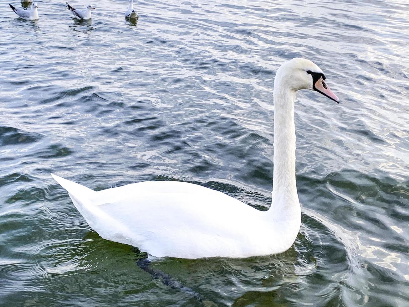 lac avec oiseaux, cygnes en hiver. photo