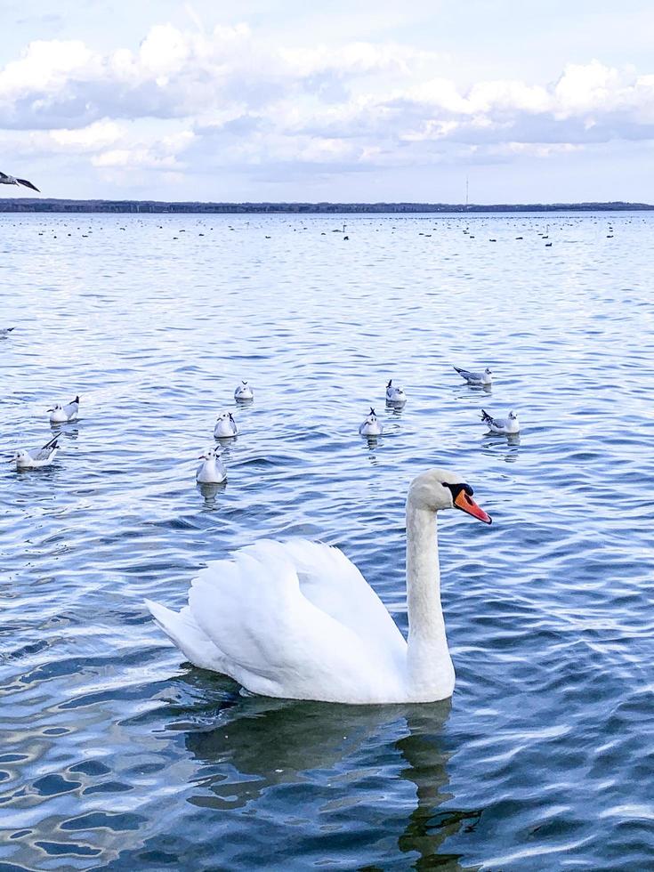 lac avec oiseaux, cygnes en hiver. photo