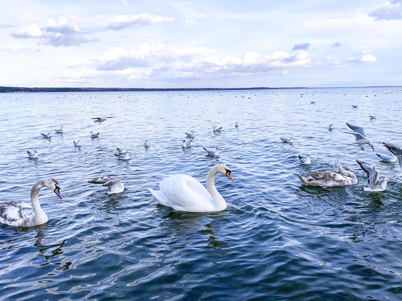 lac avec oiseaux, cygnes en hiver. photo