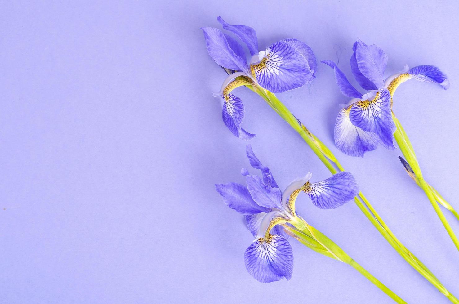 iris de jardin frais bleus sur fond de papier clair. photo