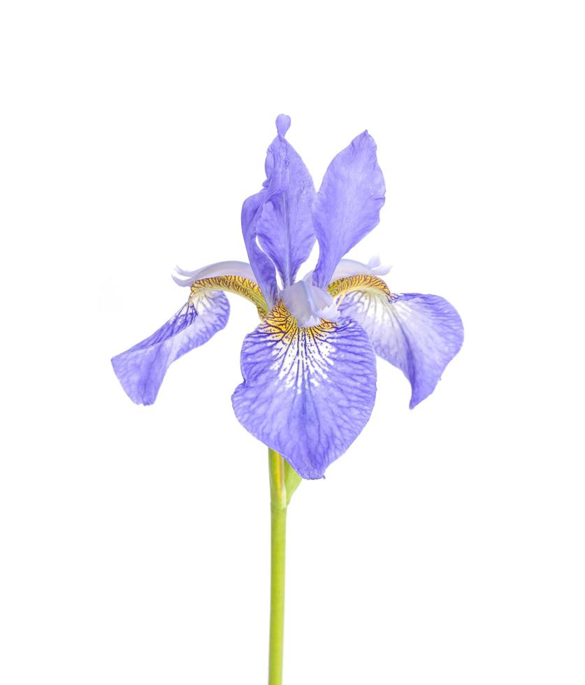 iris de jardin frais bleus sur fond de papier clair. photo