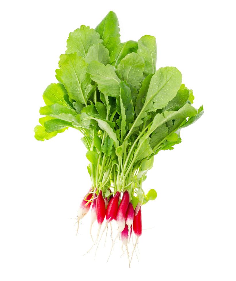 bouquet de radis écologiques frais, légumes. photo