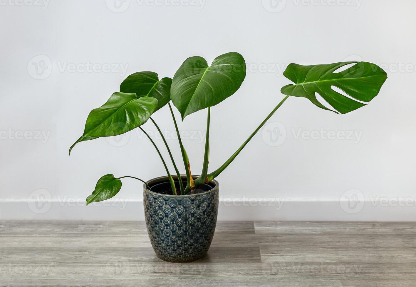 monstera deliciosa sur le sol photo