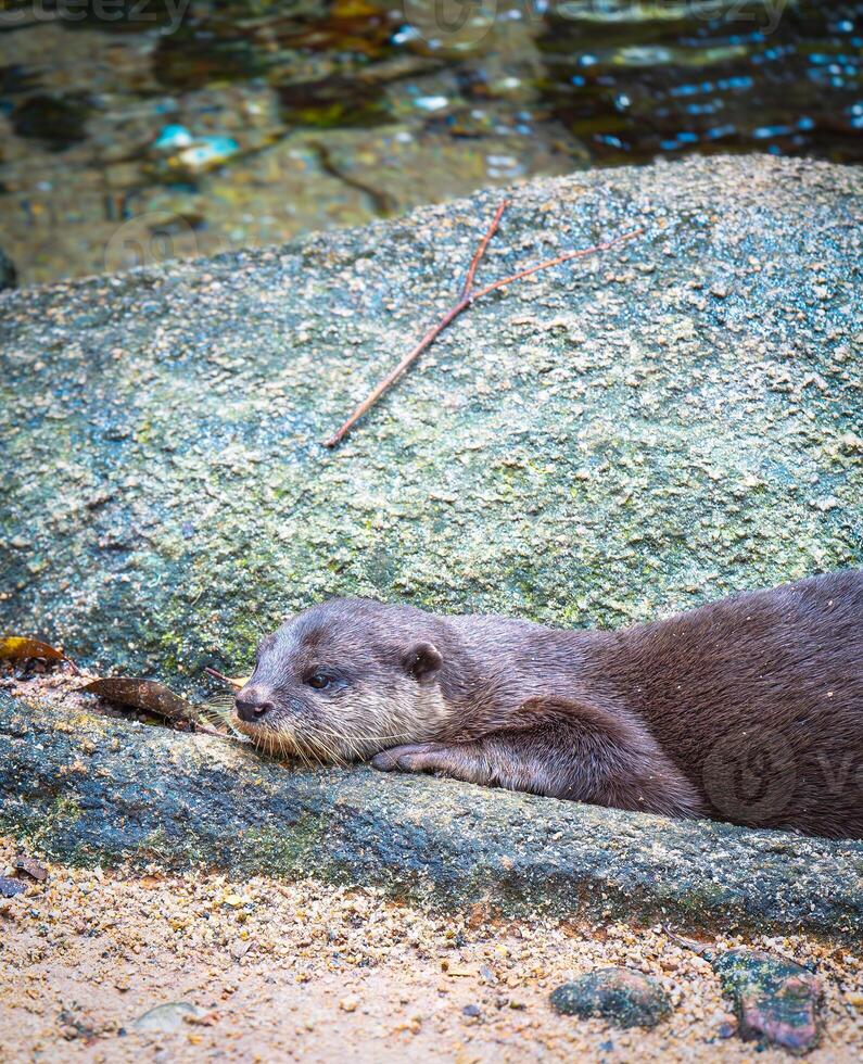 un loutre par le courant photo