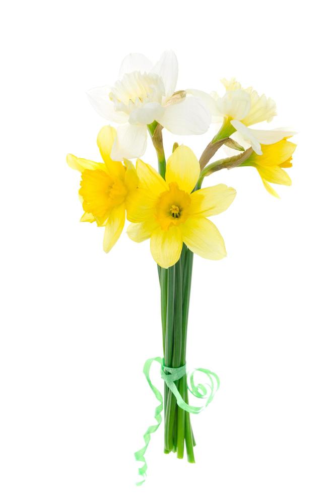 jonquilles de jardin de printemps sur fond blanc. photo