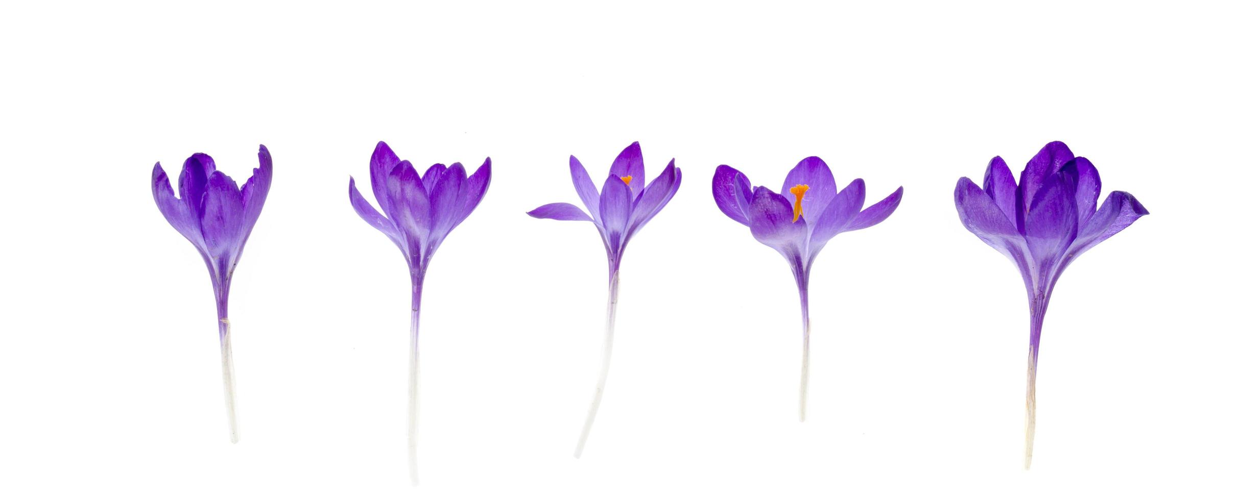 fleurs de crocus violet isolés sur fond blanc. photo