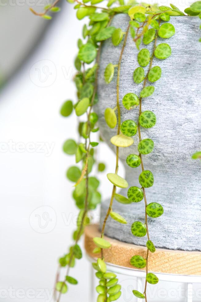 longue cils de pépéromium prostré dans une béton pot pendre avec rond tortue feuilles. pépéromie fermer dans le intérieur sur une blanc arrière-plan, un ornemental plante photo