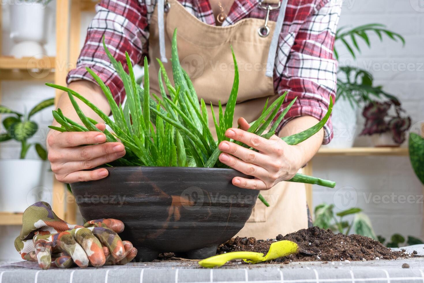 le mains de femme dans un tablier l'empotage, repiquage et la reproduction est le séparation de le les enfants de le aloès Vera plante. succulent sur le tableau, pot, sol, scoop photo