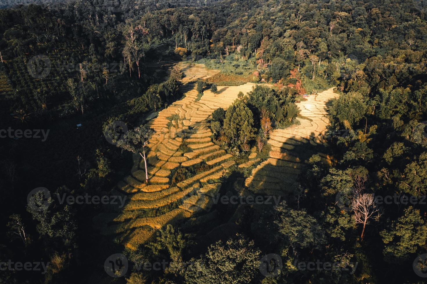 vue aérienne du champ de riz doré en terrasse le matin photo