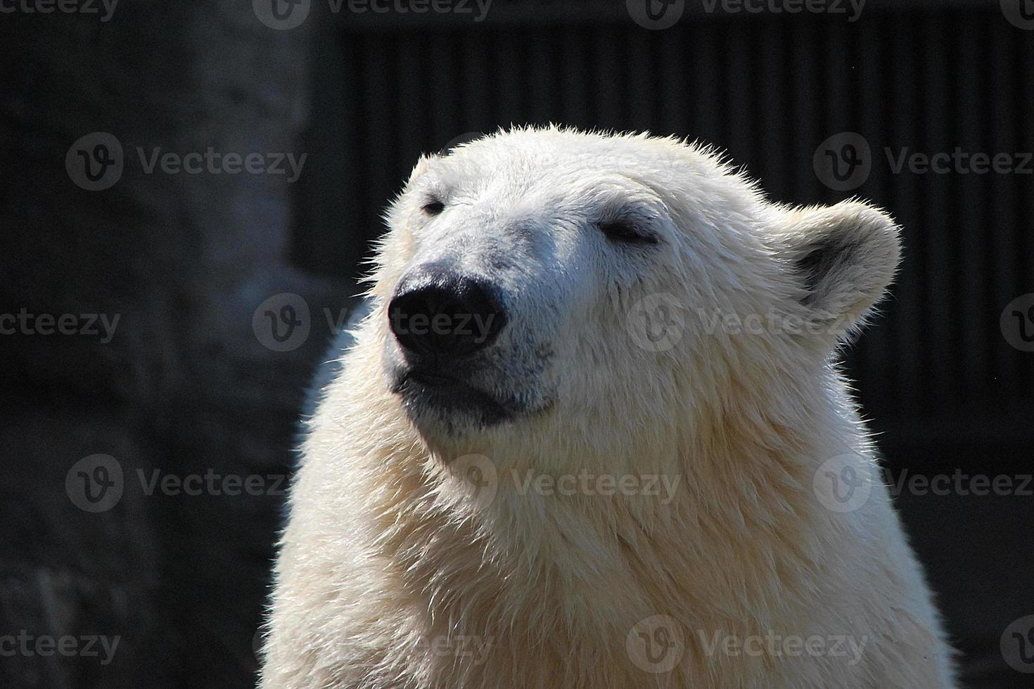 ours polaire au soleil photo