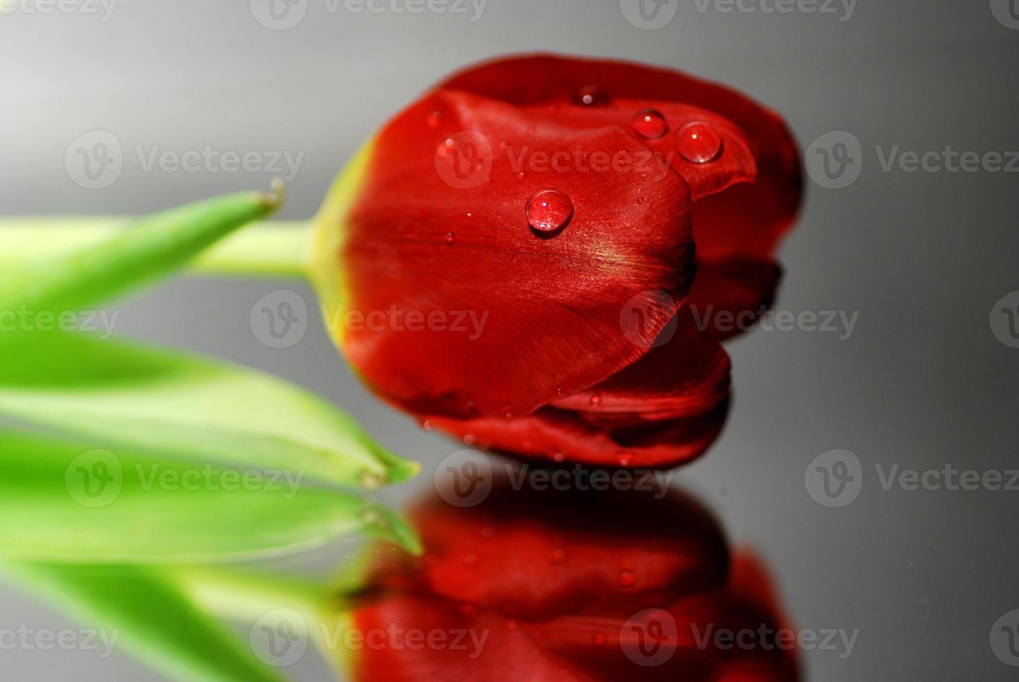 fleur rouge sur un miroir photo