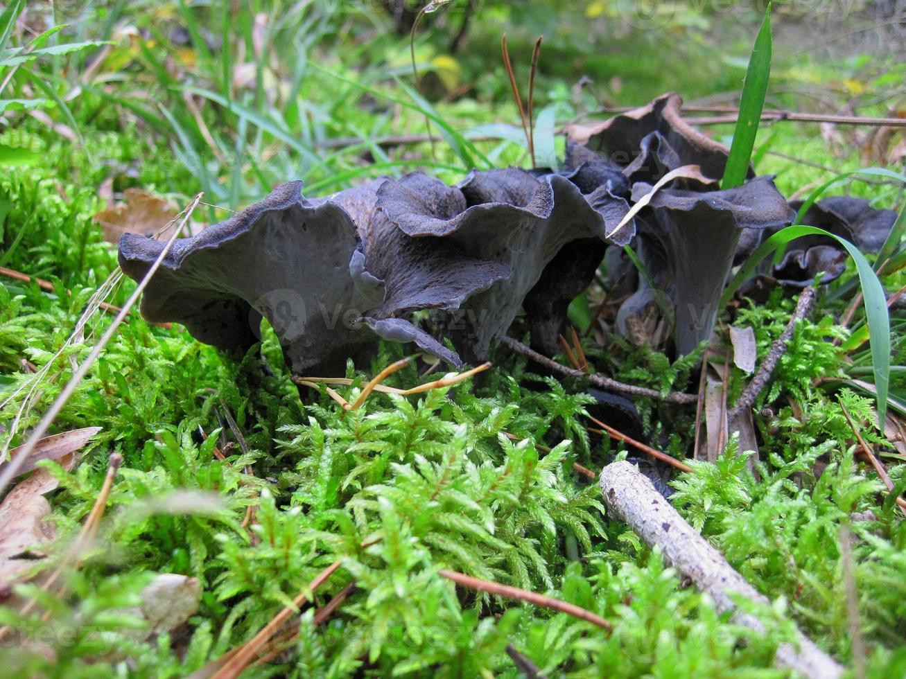 champignons noirs dans la forêt photo