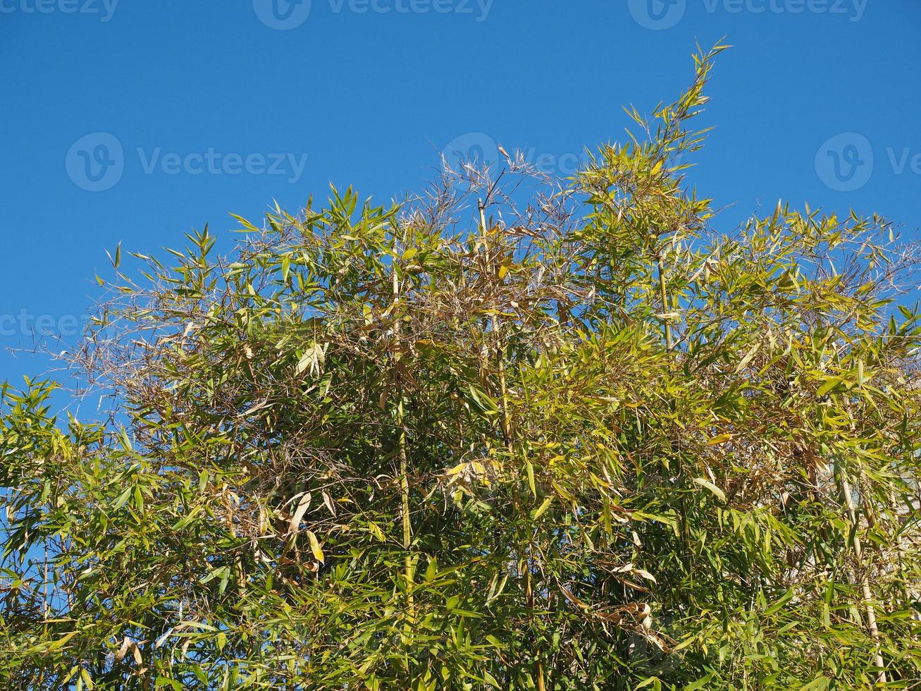 fond de plantes de bambou photo