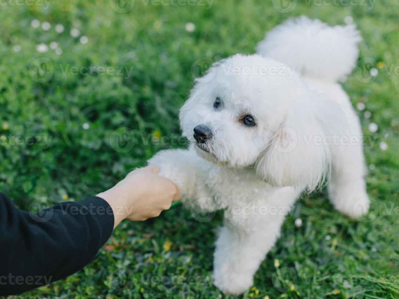 mignonne bichon frise chiot en jouant avec propriétaire. portrait de une chiot. photo