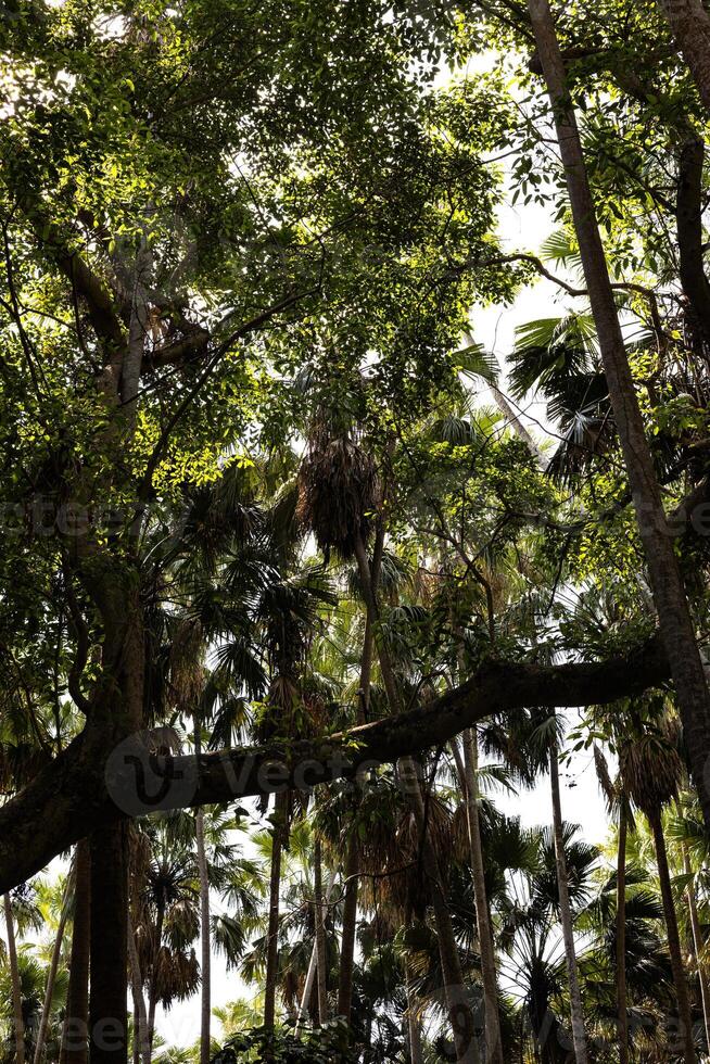 jungles tropicales d'asie du sud-est photo