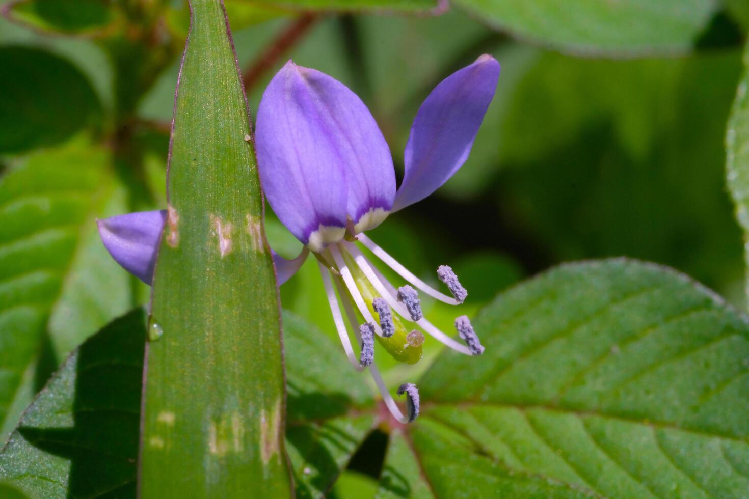 macrophotographie. sélectif se concentrer. fermer coup de le violet maman plante ou Cléome rutidoosperme. étourdissant sauvage herbe fleur. le beauté de cannabis les plantes avec Naturel violet. coup dans macro lentille photo