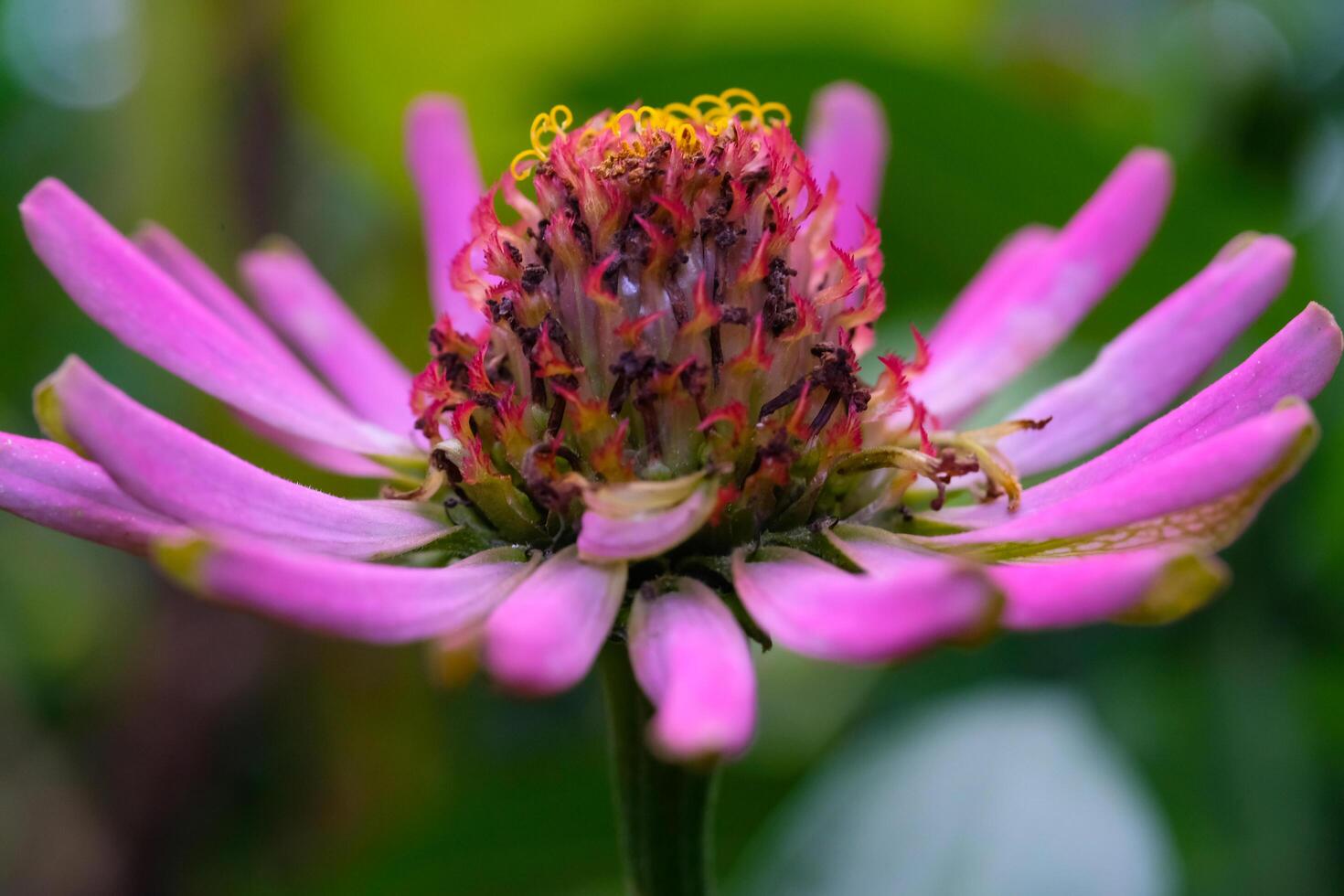 macrophotographie. sélectif se concentrer. macro coup de le zinnia élégans zinnia violacée fleur. magnifique zinnia fleurs sont rose avec Jaune pistils. coup dans macro lentille photo