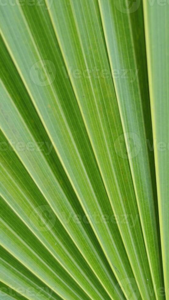 potrait Contexte dans vert Couleur photo