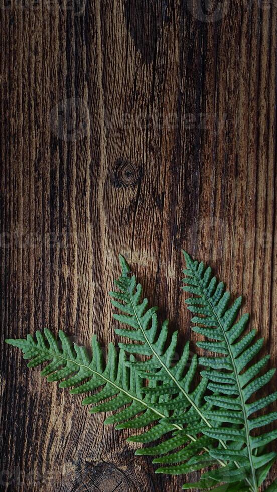 potrait Contexte dans vert Couleur photo