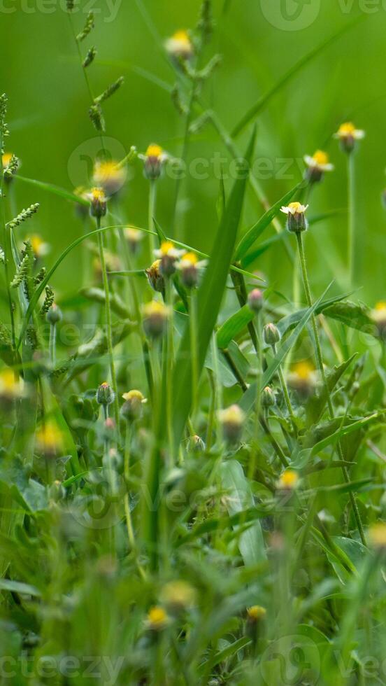 potrait Contexte dans vert Couleur photo