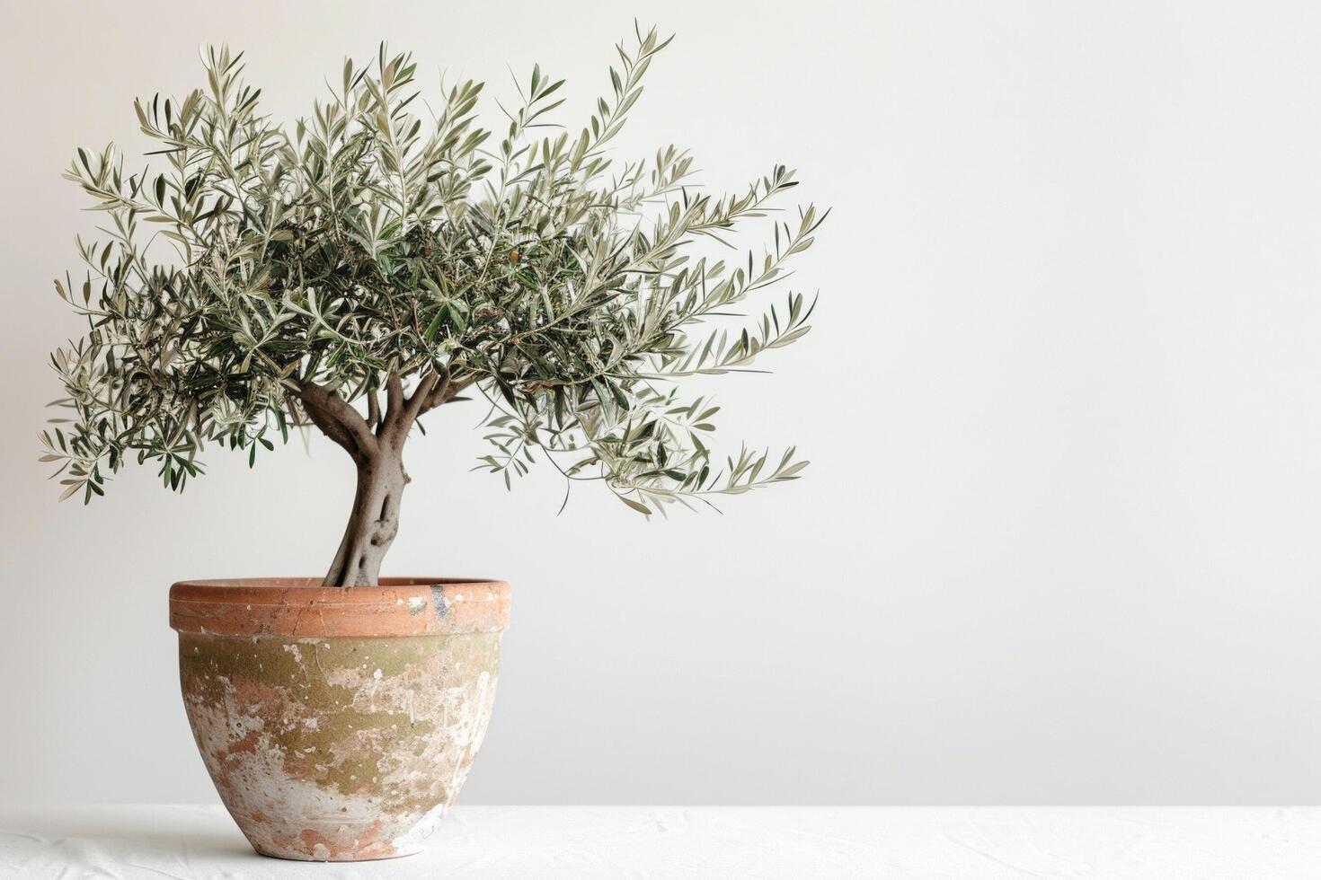 mis en pot olive arbre dans une rustique terre cuite pot photo