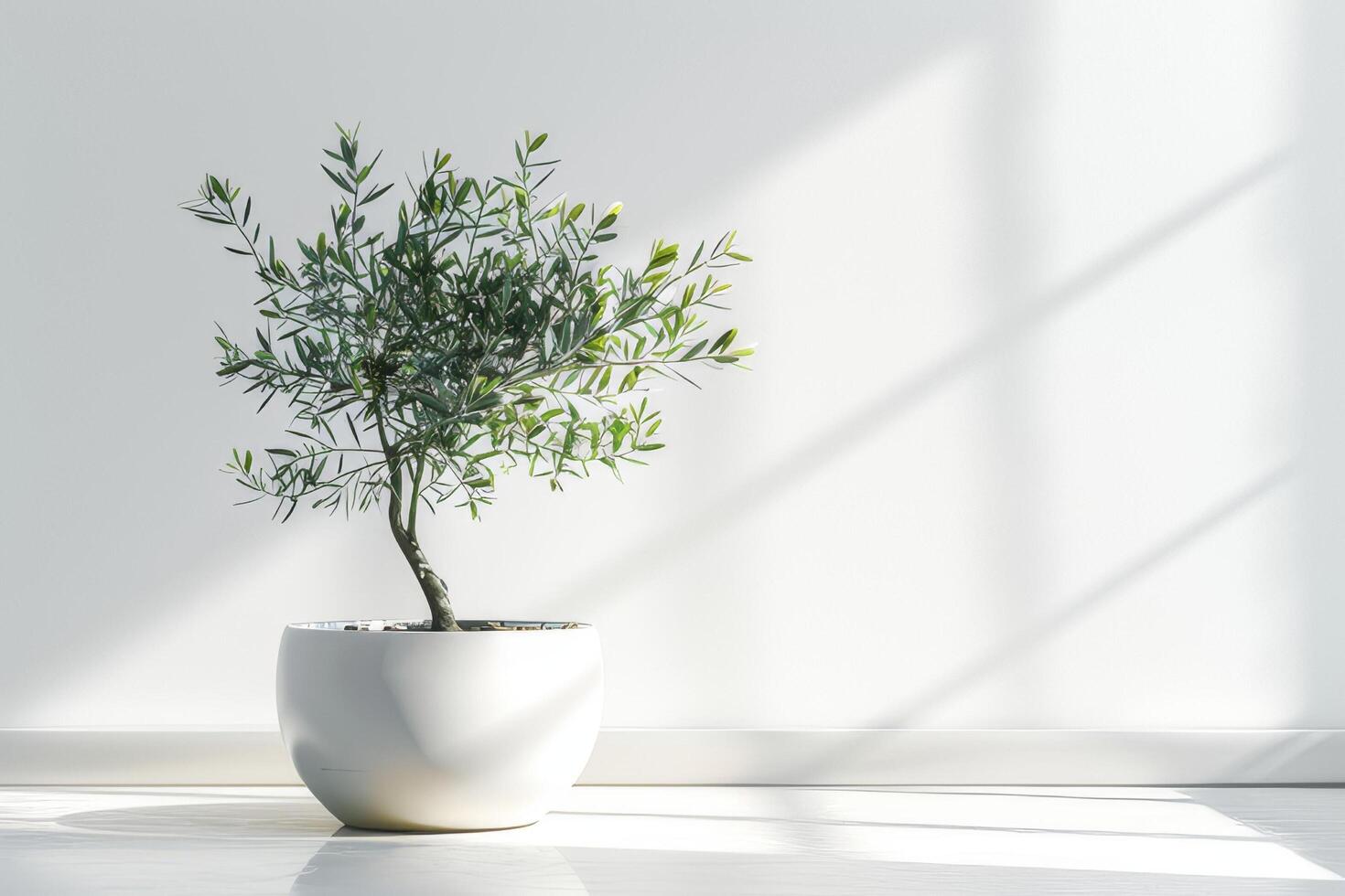 petit olive arbre dans une élégant pot photo