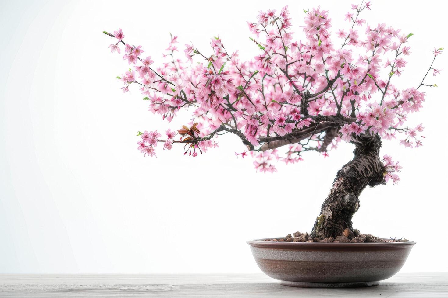 mini Cerise arbre dans une décoratif pot il a délicat rose fleurs. photo