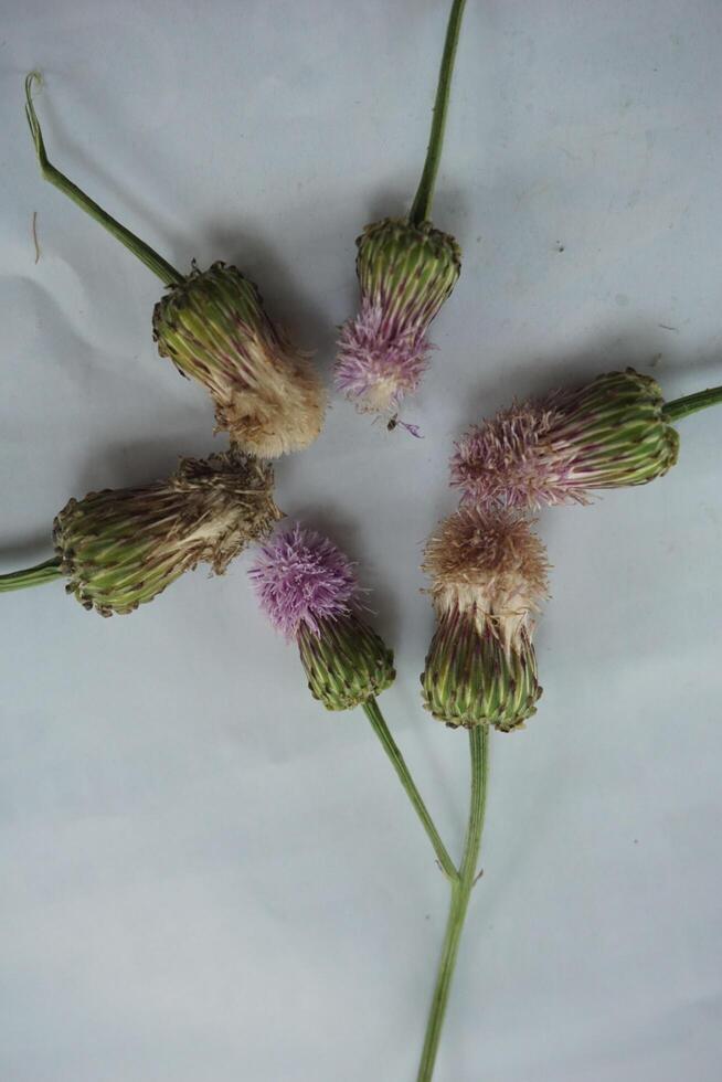 nombreuses chardon fleurs sont arrangé dans une cercle photo