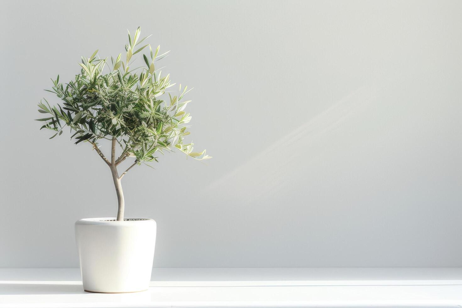 petit olive arbre dans une élégant pot photo