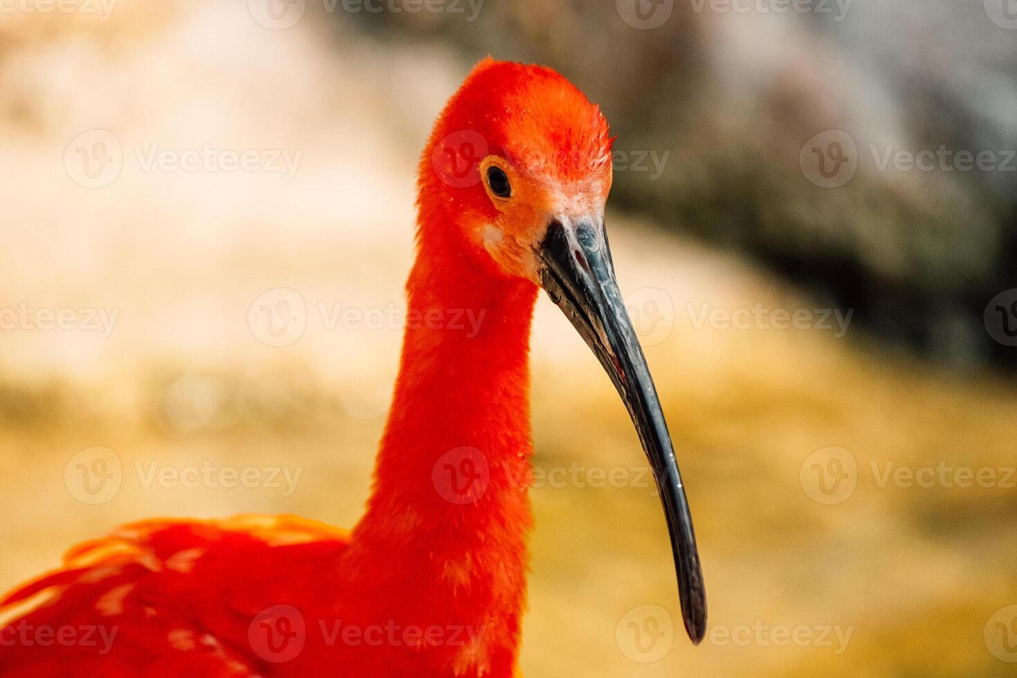 une vif écarlate ibis des stands gracieusement dans eau, ses vibrant plumage reflétant sur le surface photo