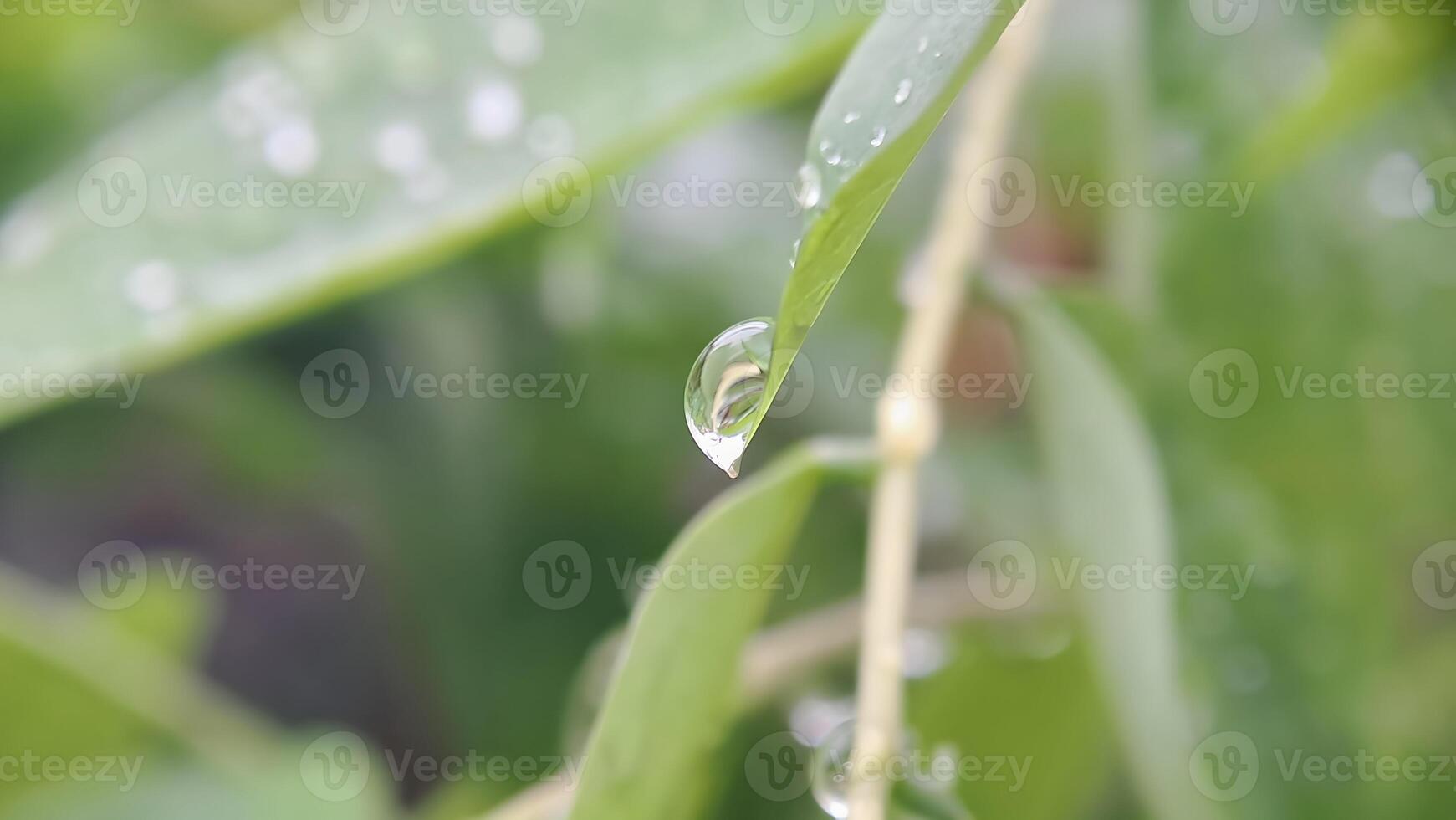 l'eau gouttelettes sur le hauts de le feuilles photo