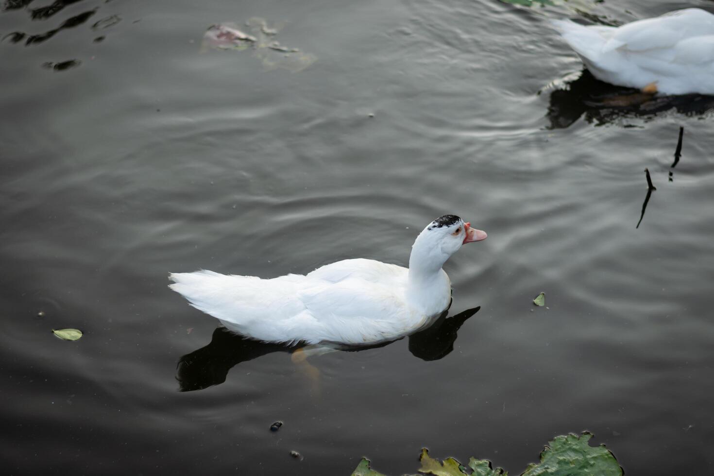 canard dans Naturel zone humide coloré aviaire beauté sur serein campagne photo