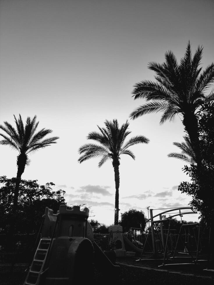 noir et blanc paume arbre à le le coucher du soleil dans une parc terrain de jeux photo