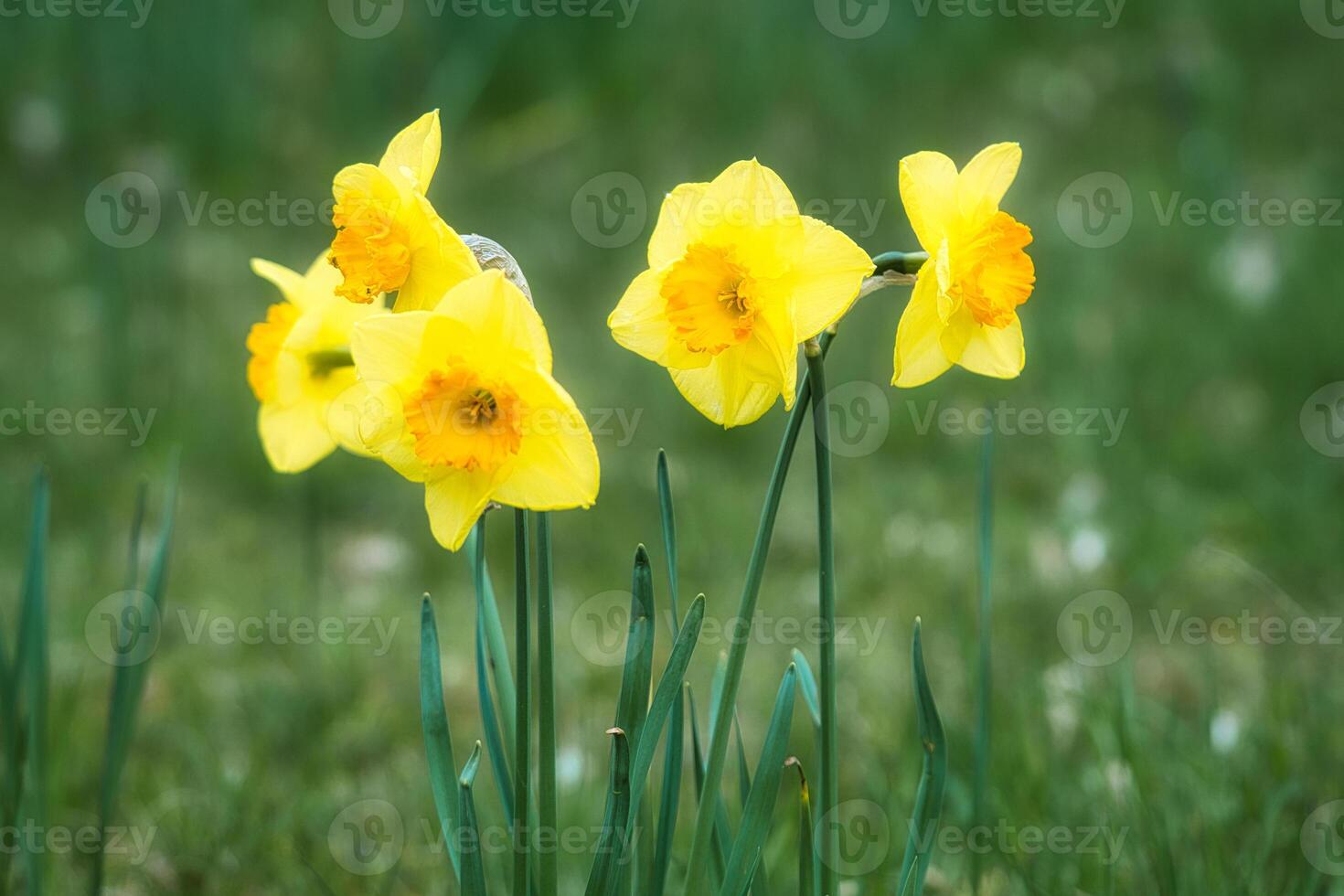 jonquilles à Pâques temps sur une prairie. Jaune fleurs éclat contre le vert herbe photo