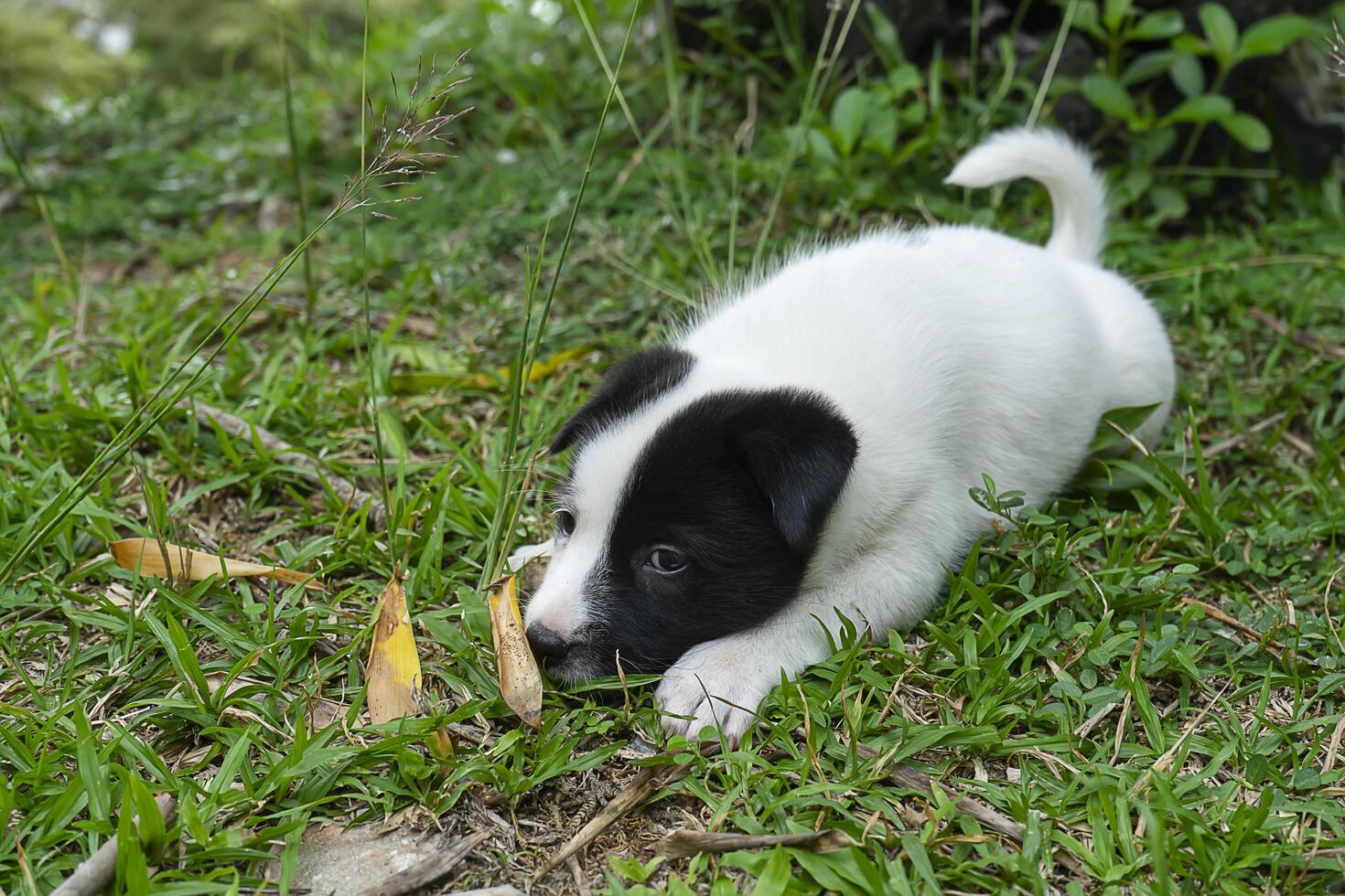 retour et blanc bébé chien photo