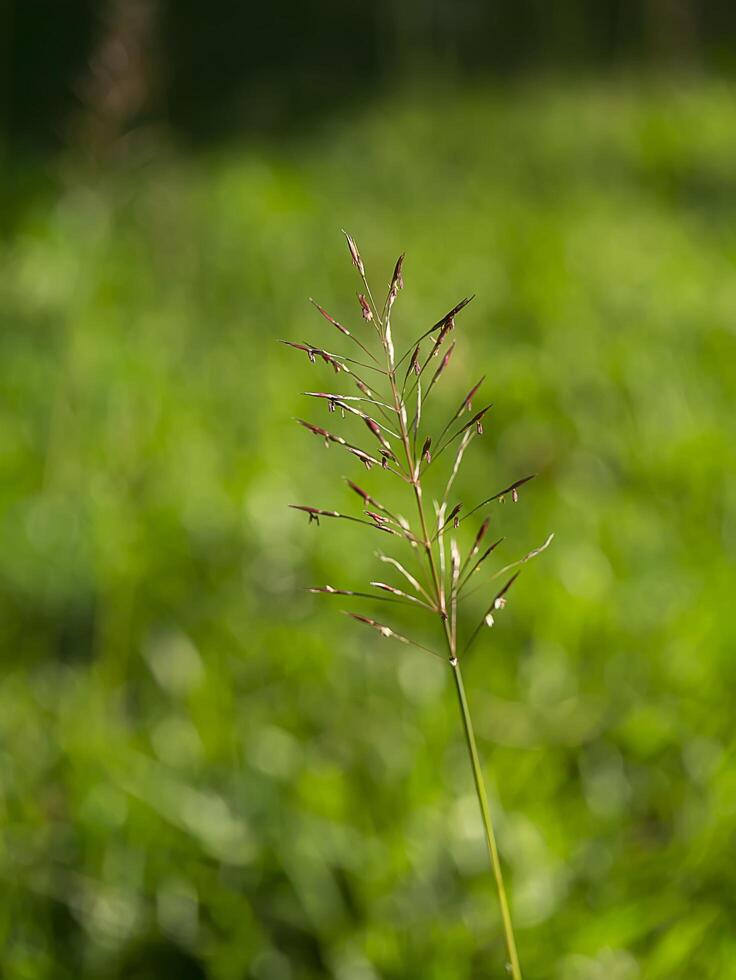 or barbe herbe photo