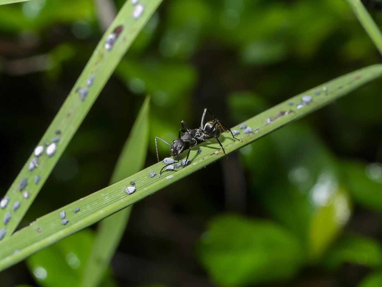 fourmi sont soins pour le larves de pucerons. photo