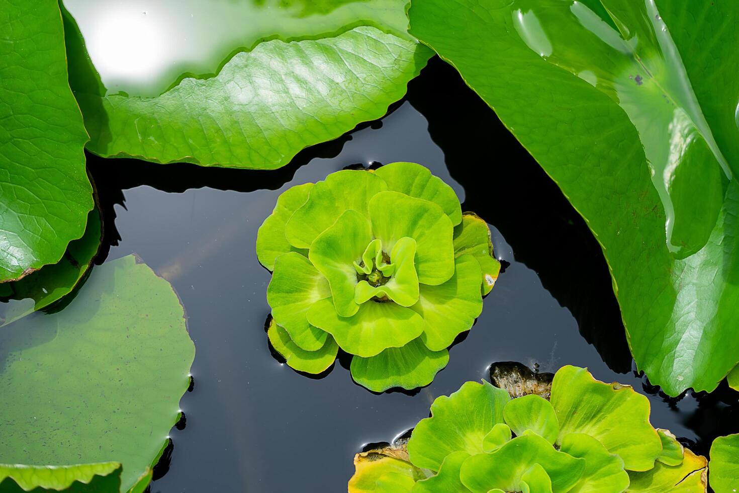 proche en haut de vert l'eau laitue plante. photo