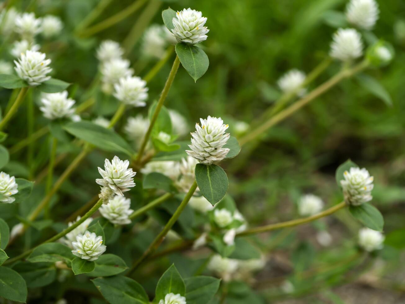 proche en haut de gomphrena cannabis fleur photo